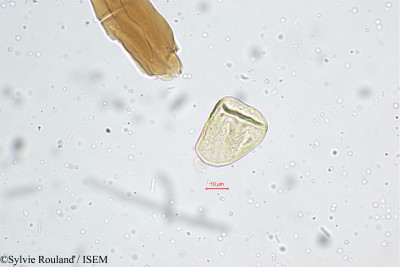 Cyperus distans - lame n° 4987