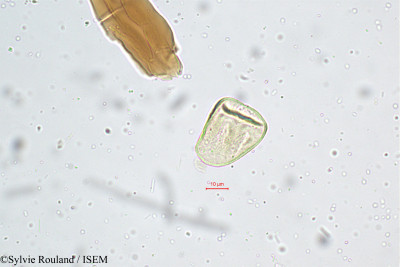 Cyperus distans - lame n° 4987