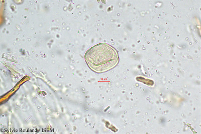 Sylvie.Rouland/Cyperus_exaltatus_5023/Cyperus_exaltatus_5023_0001(copy)_thumb.jpg