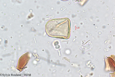 Sylvie.Rouland/Cyperus_platystylis_5095/Cyperus_platystylis_5095_0001(copy)_thumb.jpg