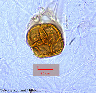 Sylvie.Rouland/Cytinus_baronii_1489/Cytinus_baronii_1489_0001(copy)_thumb.jpg