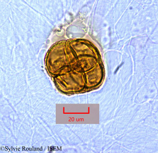 Cytinus baronii - lame n° 1489