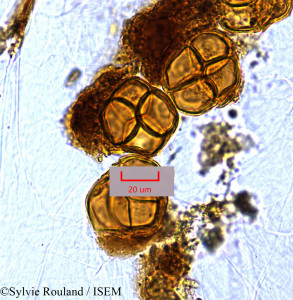 Cytinus baronii - lame n° 1489