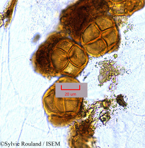 Cytinus baronii - lame n° 1489