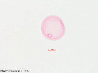 Sylvie.Rouland/Dactylis_glomerata_4480/Dactylis_glomerata_4480_0001(copy)_thumb.jpg