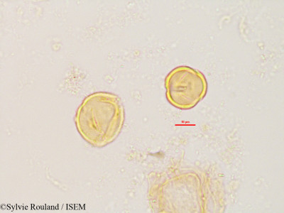 Dalbergia chapelieri - lame n° 2828