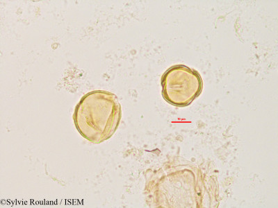 Dalbergia chapelieri - lame n° 2828