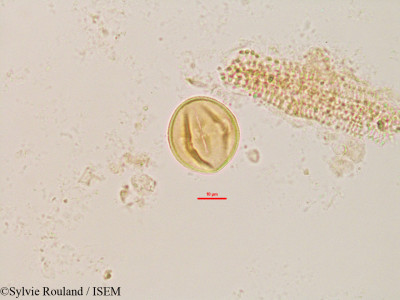 Dalbergia chapelieri - lame n° 2828