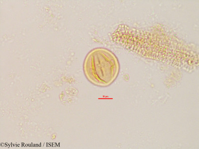 Dalbergia chapelieri - lame n° 2828
