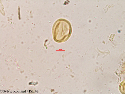 Dalbergia congesta - lame n° 3988