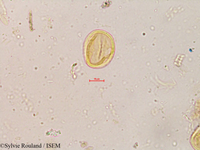 Dalbergia congesta - lame n° 3988
