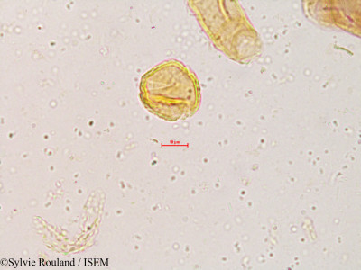 Dalbergia congesta - lame n° 3988