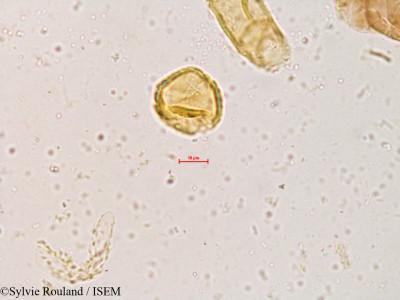 Dalbergia congesta - lame n° 3988