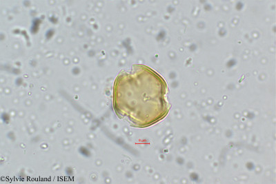 Sylvie.Rouland/Dalbergia_coromandeliana_5334/Dalbergia_coromandeliana_5334_0001(copy)_thumb.jpg