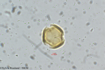 Dalbergia coromandeliana - lame n° 5334