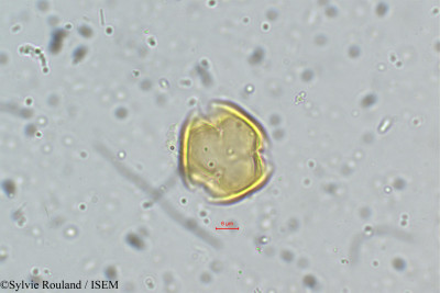 Dalbergia coromandeliana - lame n° 5334