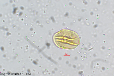 Dalbergia coromandeliana - lame n° 5334