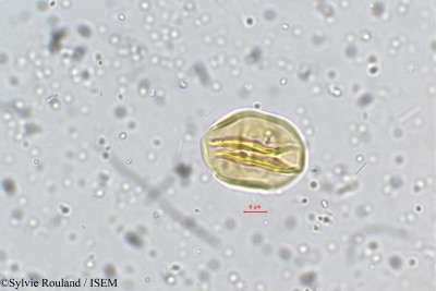 Dalbergia coromandeliana - lame n° 5334