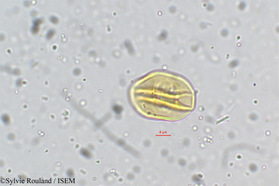 Dalbergia coromandeliana - lame n° 5334