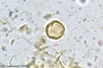 Dalbergia gardneriana - lame n° 5292