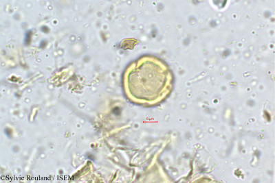 Dalbergia gardneriana - lame n° 5292