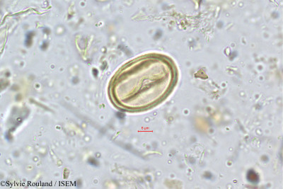 Dalbergia gardneriana - lame n° 5292