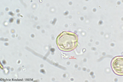 Sylvie.Rouland/Dalbergia_lanceolaria_5636/Dalbergia_lanceolaria_5636_0001(copy)_thumb.jpg