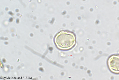 Dalbergia lanceolaria - lame n° 5636