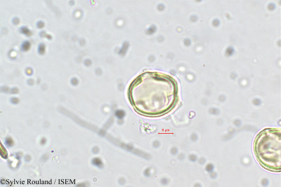 Dalbergia lanceolaria - lame n° 5636