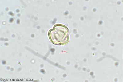 Dalbergia lanceolaria - lame n° 5636