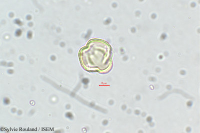 Dalbergia lanceolaria - lame n° 5636