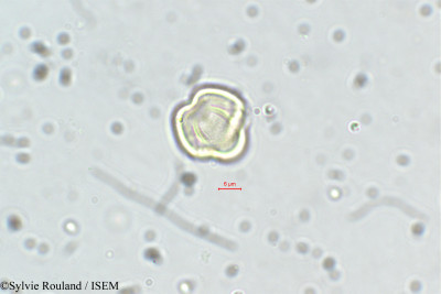 Dalbergia lanceolaria - lame n° 5636