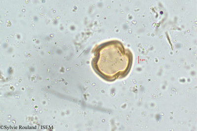 Dalbergia latifolia - lame n° 5090