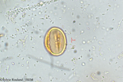 Dalbergia latifolia - lame n° 5090