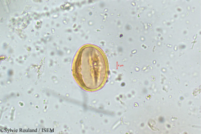 Dalbergia latifolia - lame n° 5090