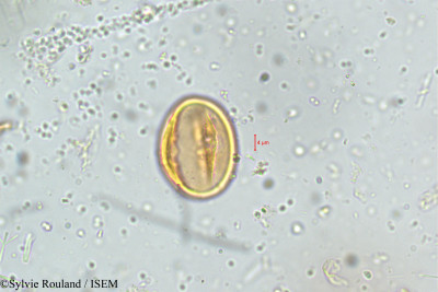Dalbergia latifolia - lame n° 5090