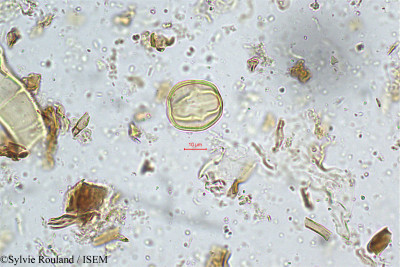 Sylvie.Rouland/Dalbergia_multiflora_5022/Dalbergia_multiflora_5022_0001(copy)_thumb.jpg