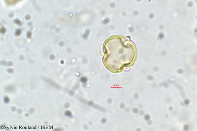 Sylvie.Rouland/Dalbergia_saxatilis_35/Dalbergia_saxatilis_35_0001(copy)_thumb.jpg