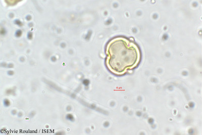 Dalbergia saxatilis - lame n° 35