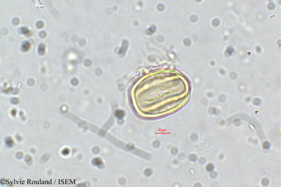 Dalbergia saxatilis - lame n° 35