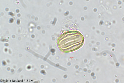 Dalbergia saxatilis - lame n° 35