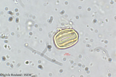 Dalbergia saxatilis - lame n° 35