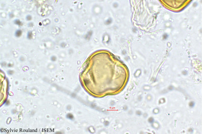 Sylvie.Rouland/Dalbergia_sissoides_5745/Dalbergia_sissoides_5745_0001(copy)_thumb.jpg