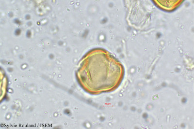 Dalbergia sissoides - lame n° 5745