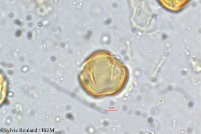 Dalbergia sissoides - lame n° 5745