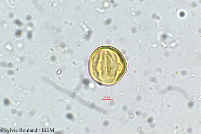 Dalbergia sissoides - lame n° 5745