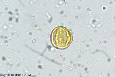 Dalbergia sissoides - lame n° 5745