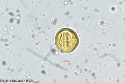 Dalbergia sissoides - lame n° 5745