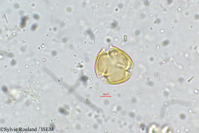 Sylvie.Rouland/Dalbergia_spinosa_5328/Dalbergia_spinosa_5328_0001(copy)_thumb.jpg