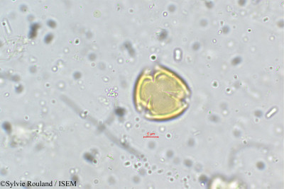 Dalbergia spinosa - lame n° 5328